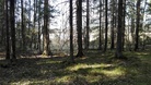 Ikimetsää, melkeinpä aarniometsää, Vionpuhdin vaiheilla.