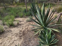 Aloevera - tyypillinen kasvi maastossa.