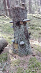 Yksi luonnon taideteoksista matkan varrella. -Kuvat: Päivi M.