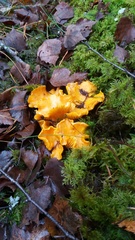 Kantarelleja löytyy yhä suunnistusmetsistä.