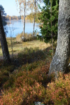 Halikko-viestissäkään rastilaiset eivät unohtuneet ihailemaan hienon ruskan värittämiä syysmaisemia.