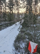 Rastilippu mastolle johtavan tien alussa. Tielle kaatunut mänty