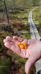 Lakkojakin voi löytyä